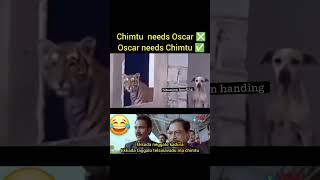 Chimtu needs Oscar ❌ Oscar needs chimtu✅ crazyvlogs CrazyVlogs0817 [upl. by Zendah]