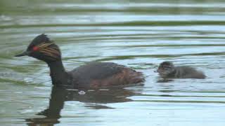 Schwarzhalstaucher mit Jungvogel  Blacknecked grebe with young bird [upl. by Vandyke]