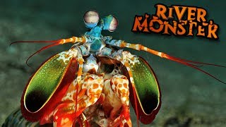 THE MANTIS SHRIMP  Feed And Grow  Ep9 [upl. by Mahla]