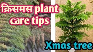 How to care crismas plantsXmas tree 🌲 क्रिसमस ट्री की देखभाल कैसे करेंक्रिसमस xmas [upl. by Kerat]