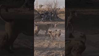 Lioness Defends Her Cub Against a Pack of Wild Dogs [upl. by Greff]