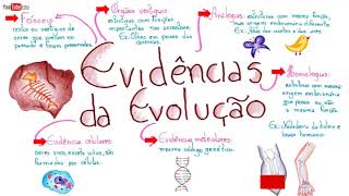 Evidências da Evolução Biológica  Principais evidências evolutivas  Resumo [upl. by Alegnave347]