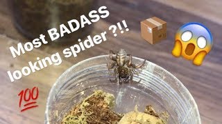 Unboxing my FIRST ever TRAPDOOR SPIDER  FINALLY got one [upl. by Hgalehs]