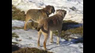 Border Terrier Winter Vacation [upl. by Barbaresi]