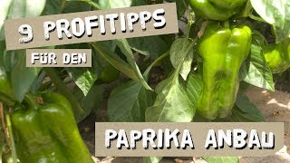 9 Tipps für den erfolgreichen PaprikaAnbau  Düngen Königsblüte Ausgeizen uvm [upl. by Valdas671]