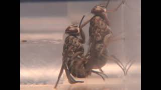 Tsetse flies mating behavior Glossina palpalis [upl. by Mahoney]