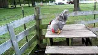 Barred Rock Rooster [upl. by Rainah163]