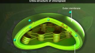 Chloroplasts  Structure [upl. by Remle]