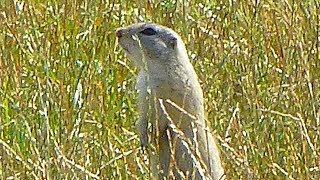 Sysel obecný  The European ground squirrel Spermophilus citellus [upl. by Amek]