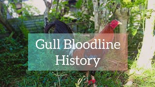 Gull Bloodline History [upl. by Lupien627]