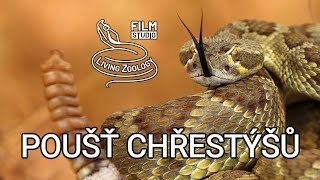 Poušť chřestýšů  dokumentární film o hadech studia Living Zoology Czech [upl. by Nyrrad99]