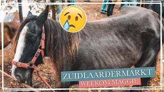 Paard REDDEN van de SLACHT op de paardenmarkt  Paardzoektbaas [upl. by Ynnelg]