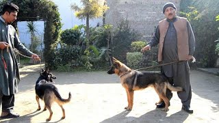 Belgian shepherd Dog vs German Shepherd Dog  PAKISTAN [upl. by Mullen]