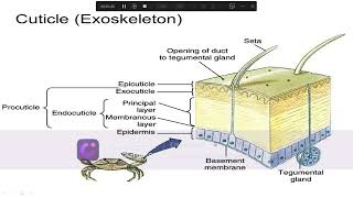 Ecdysis Moulting in Arthropods ecdysis Ecdysis or moulting Ecdysis or moulting class 12 [upl. by Acinomahs]