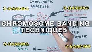 Chromosome Banding Techniques [upl. by Leachim]