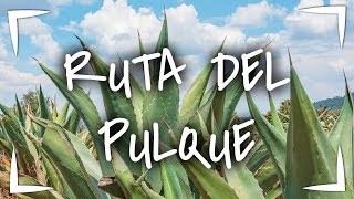 RUTA DEL PULQUE ► Visitamos el Rancho Pulquero San Isidro ❓6 COSAS que no SABIAS DEL PULQUE [upl. by Annahsal]