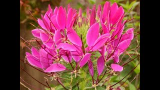 Клеома Cleome Garden flowers118 Декоративные растения [upl. by Eenad]