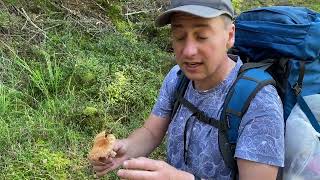 Skäggriska Lactarius torminosus [upl. by Agnola]