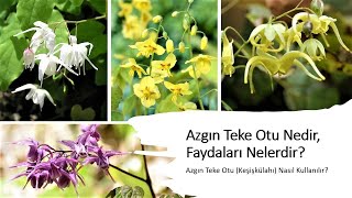 Müthiş Afrodizyak etkili Azgın Teke Otu Keşişkülahı Epimedium Faydaları Nelerdir [upl. by Anert]