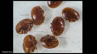 Honey Bees Dead On Landing Boards Saskatraz vs BeeWeaver Varroa Update Cleansing Flights [upl. by Malcah]