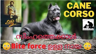 Cane corso malayalam  Kala movie dog  Cane corso in kerala  Dog Bite Force More Than A Lion [upl. by Caplan]