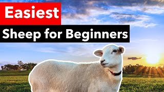 5 Reasons Katahdin Sheep are BEST for Beginners [upl. by Ais]