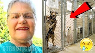 Mujer entra a la perrera y pregunta por el perro más viejo que nadie quiere ¡Mira quien sale [upl. by Mccall874]