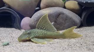 L200 Hifin Green Phantom pleco Baryancistrus Demotoides [upl. by Radman]