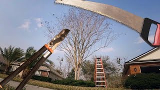 Pruning Overgrown Crepe Myrtle Trees [upl. by Elletsyrc]