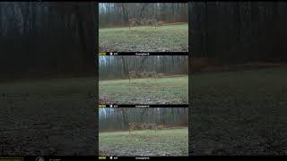 A doe fawn was likely receptive and multiple bucks were close by [upl. by Peony540]