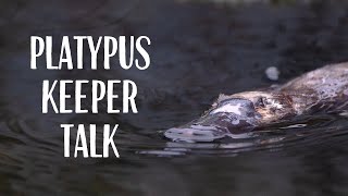 Platypus Keeper Talk at Taronga Zoo Sydney  RESCUED PLATYPUS RELEASED [upl. by Nreval806]