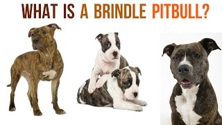 Introducing The Underrated Brindle Pitbull [upl. by Kristie]