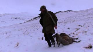 Red deer hind stalking in snowy highland Perthshire [upl. by Eadnus]