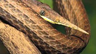 Madagascar LeafNosed Snake [upl. by Bone]