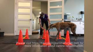 Canine Therapeutic Exercises Cavalettis walking [upl. by Annaesor]