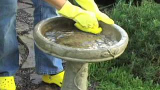 How to Clean and Maintain Bird Baths [upl. by Kendry751]