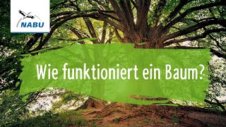 Wie funktioniert ein Baum [upl. by Bucella]