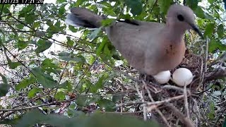 Dove Bird Familypart 1 NestingLaying and Hatching [upl. by Nallad]