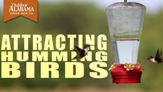 How To Attract Hummingbirds [upl. by Assila]