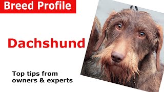 Dachshund Dog Breed Guide [upl. by Ocirne]