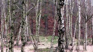 Silver Birch Trees [upl. by Ahsrat]