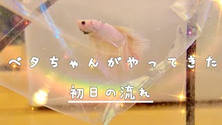 【ベタ飼育】初心者にもわかりやすく解説＆実践 お迎え当日の流れ ベタ ベタの飼育 ベタ水槽 bettafish [upl. by Lynnett568]