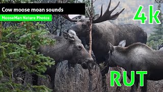 Cow moose moan sounds Moose Videos [upl. by Marijane648]