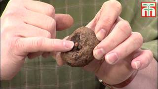 How to plant begonia tubers video with Thompson amp Morgan [upl. by Drofdeb]