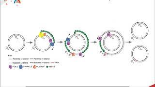 RNA synthesis from dsRNA genomes [upl. by Haliek]