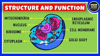 Structure and Function of a Cell  Cell Organelles  Biology [upl. by Dougie]