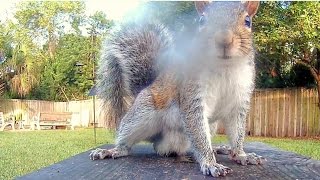 Gray Squirrels Marking Territory With Pee [upl. by Larue]