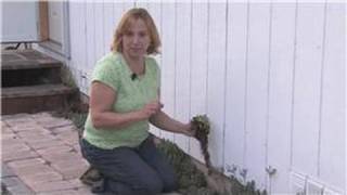 Gardening Tips  How to Care for a Hens amp Chicks Plant [upl. by Harrington]