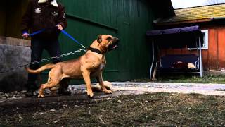 Presa canario aggressivity test [upl. by Alfonso97]