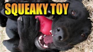 Squeaky Toy Free Sound Effect [upl. by Sisco]